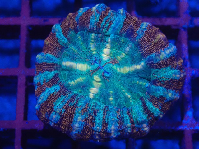 WA Scolymia (WestAustralia) 3
