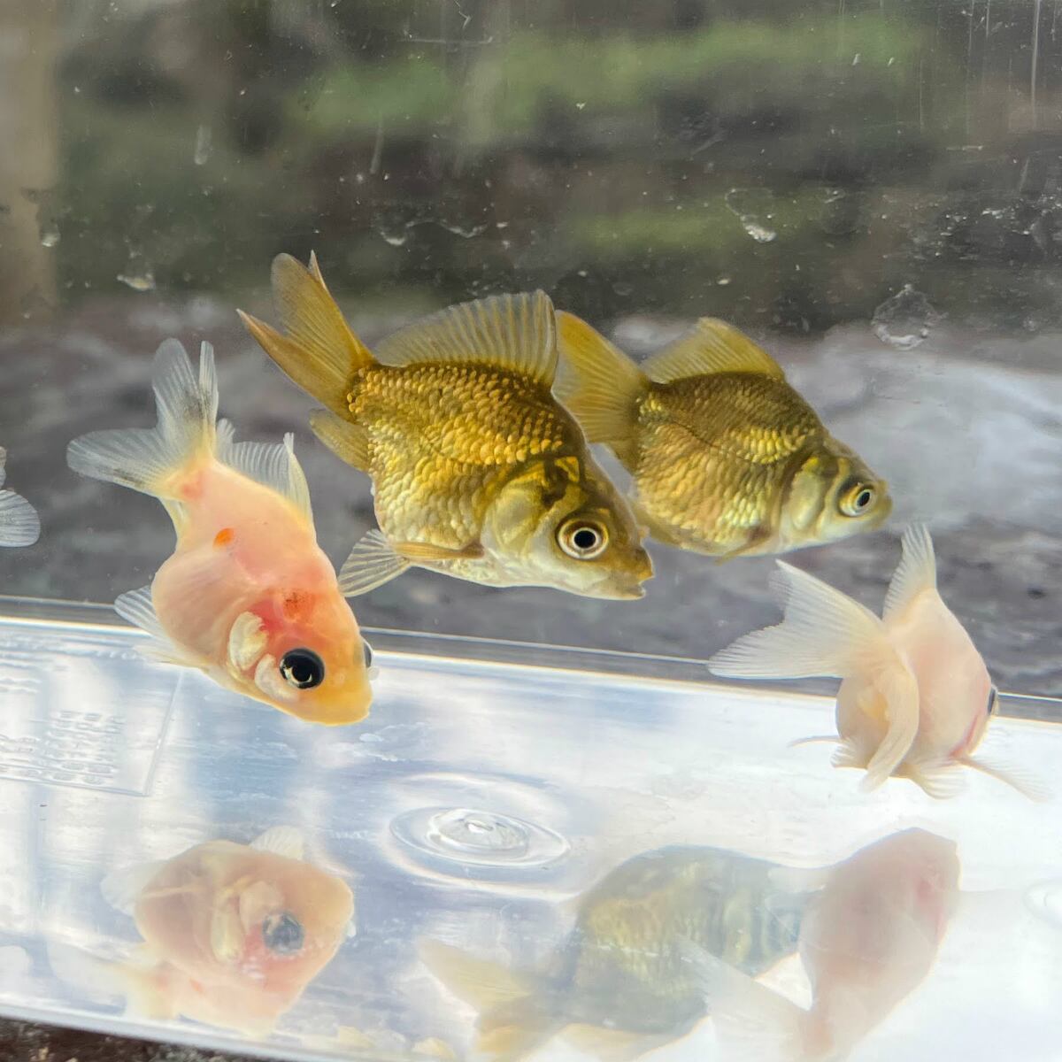 金魚）だるま琉金 おまかせ色ミックス （1匹）【生体】 | 川村淡水魚