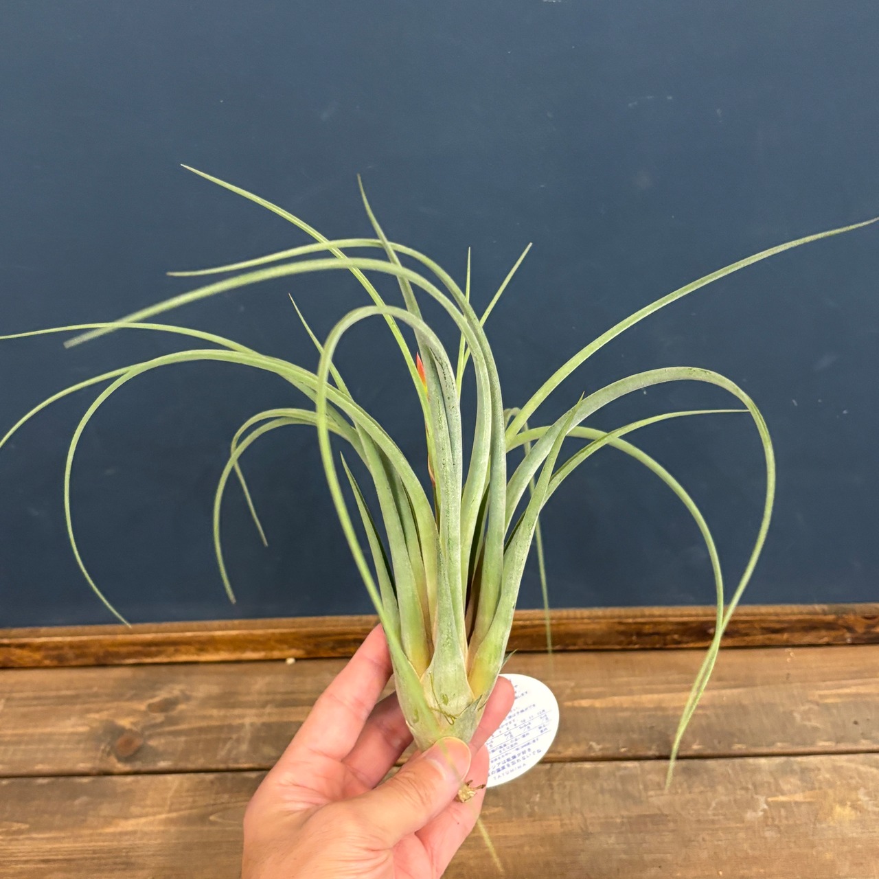 チランジア　(カプトメデューサ × ベルニコーサ) × エスピノーサ【916】