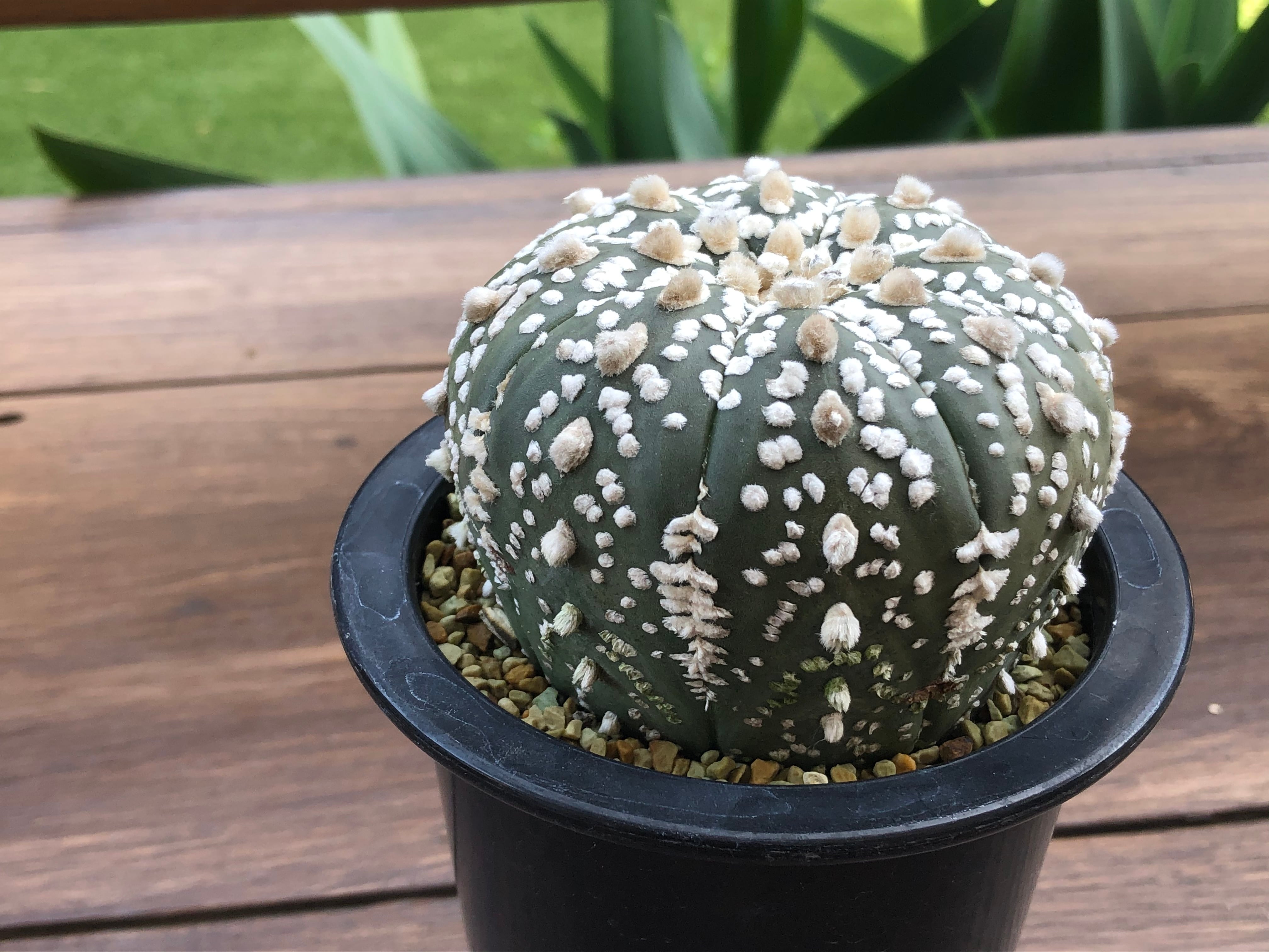Astrophytum asterias 兜丸 サボテン スーパー兜 | plants MARU