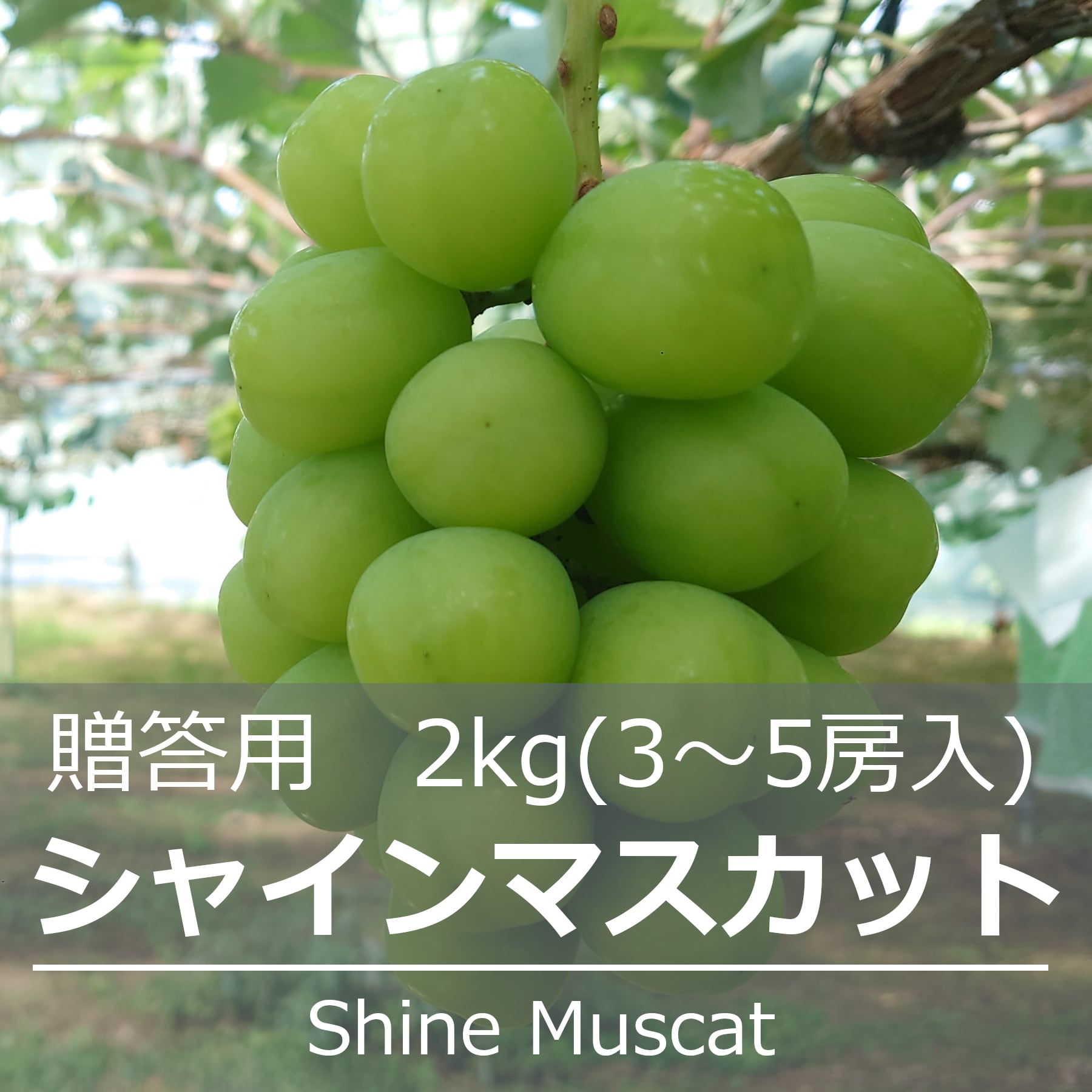 シャインマスカット 贈答用 約2kg（3～5房入） | 信州中野 荻原農園