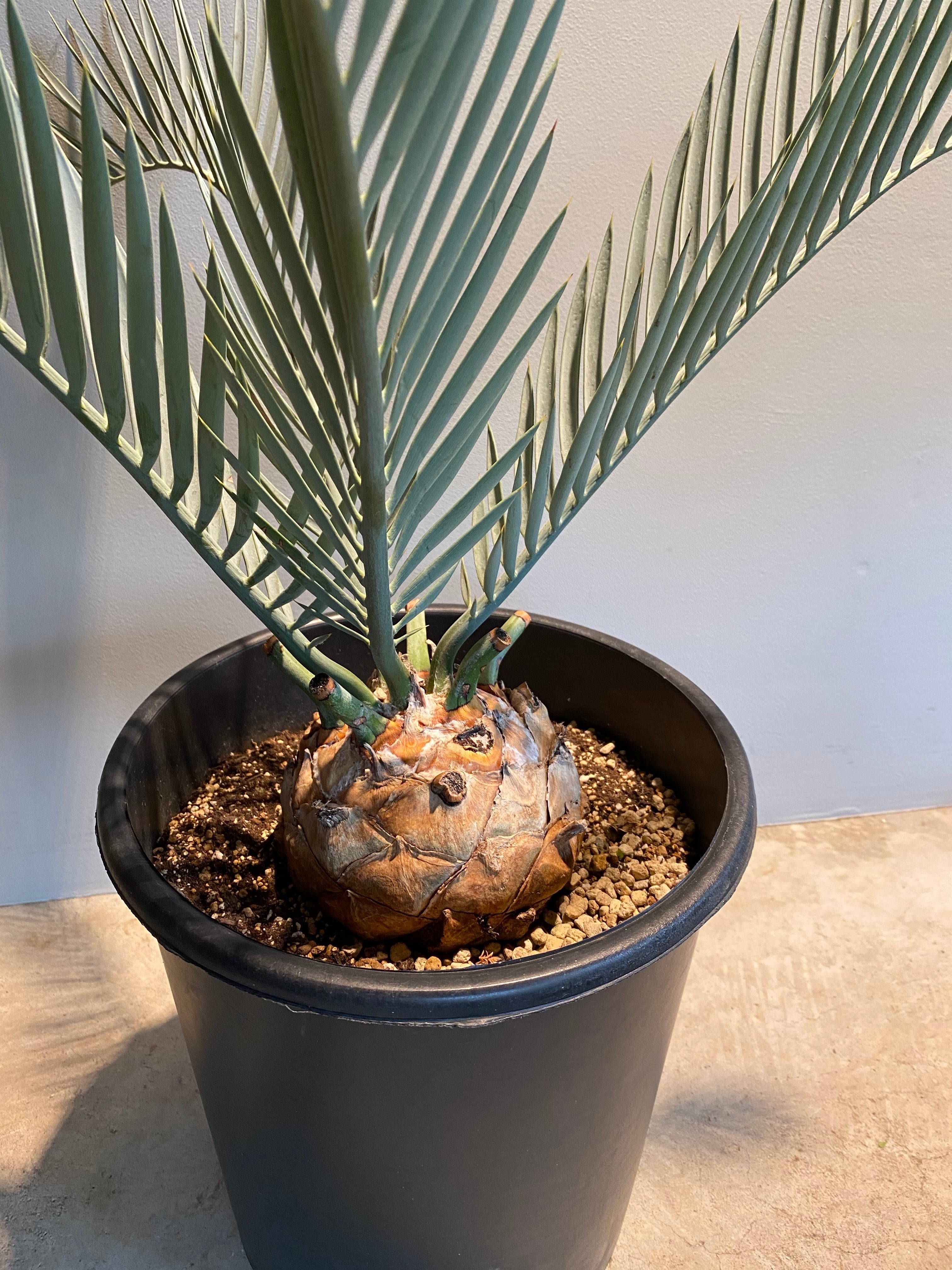 エンセファラルトス ミドルバーゲンシス