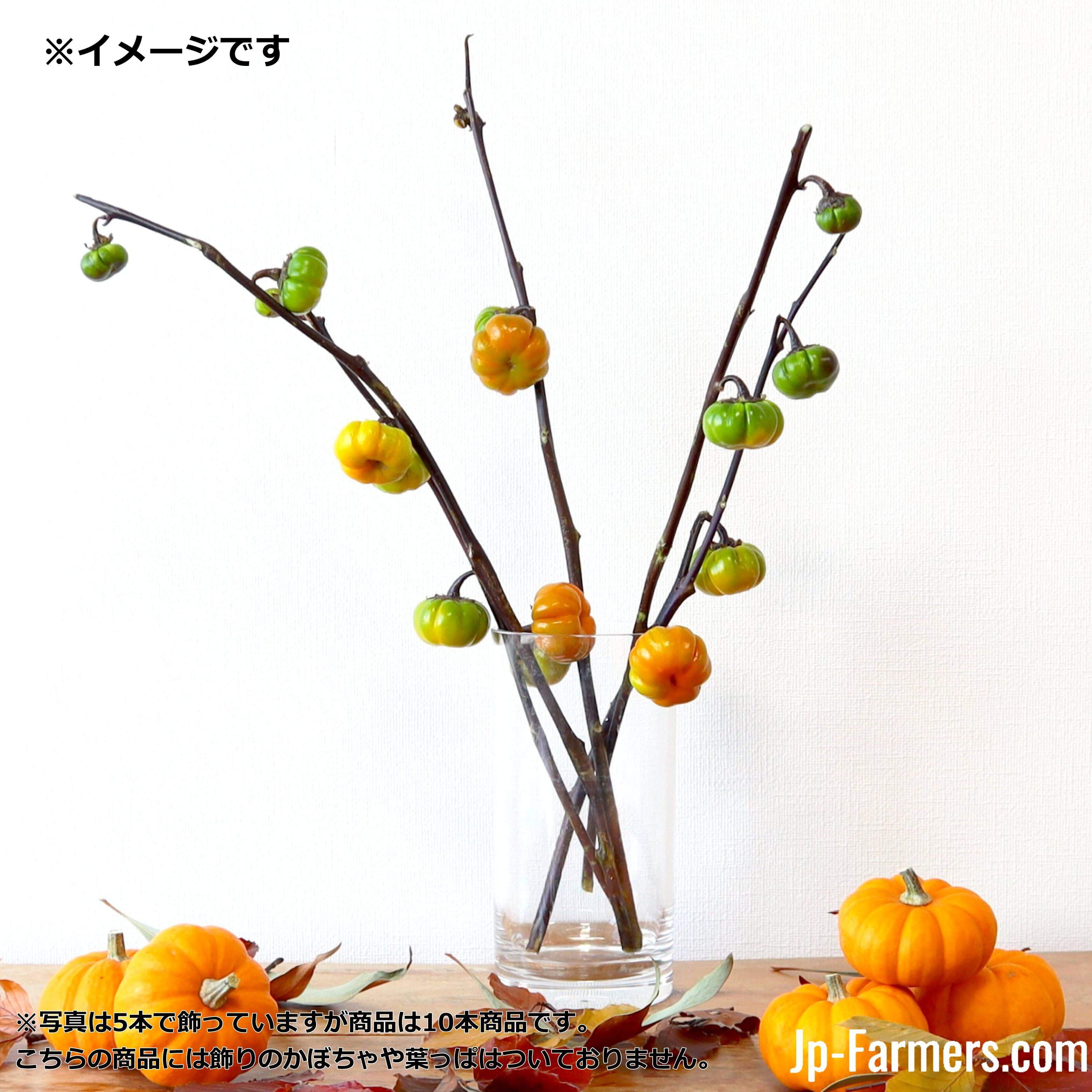 おしゃれかぼちゃ 上伊那農協 ソラナム パンプキン 10本 Jp Farmers Com