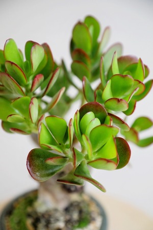 【M】花月/Crassula portulacea