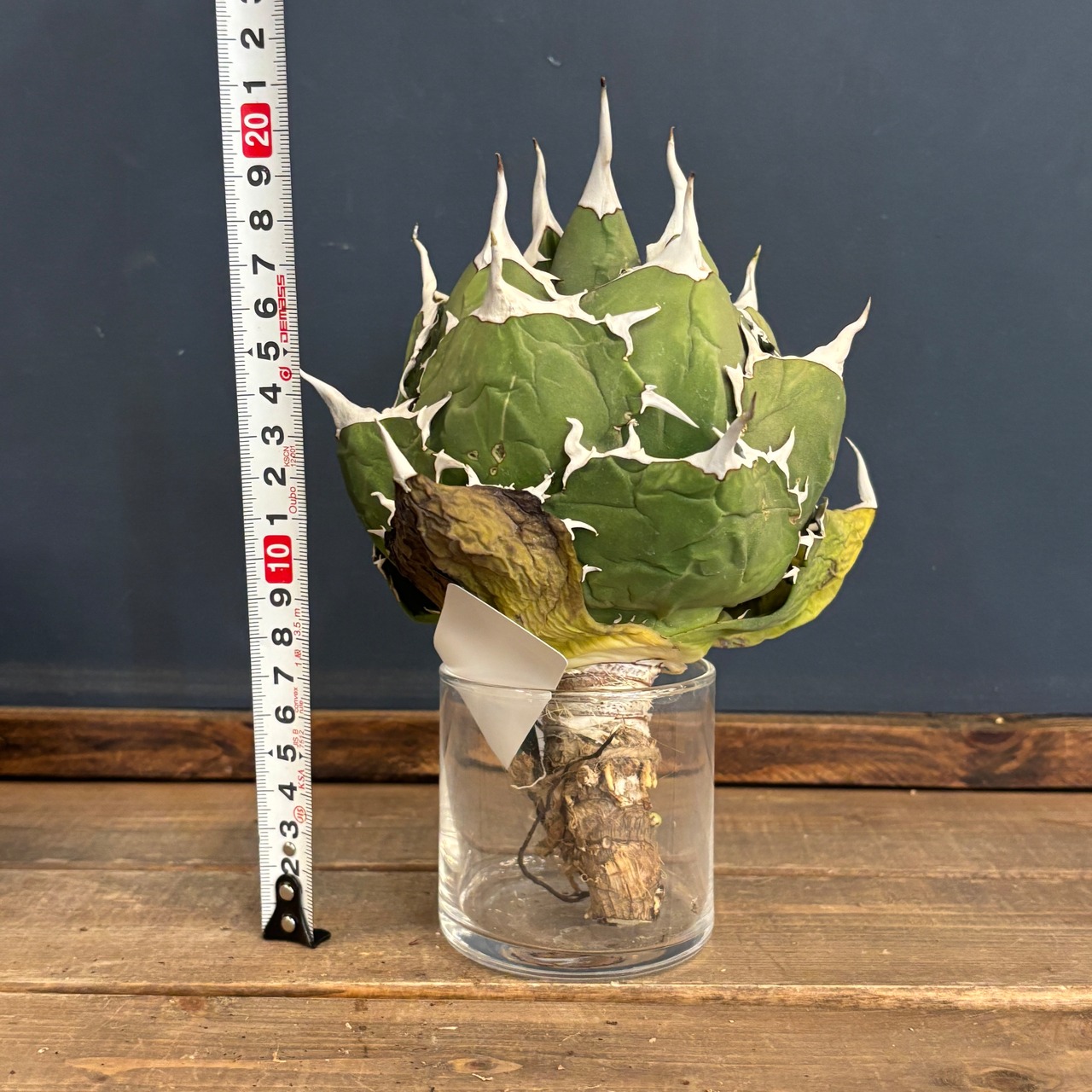 アガベ チタノタ ペルシアンドワーフ【673】