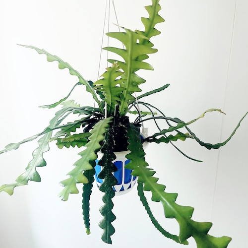 ユニークな葉姿＊フィッシュボーンカクタス＊人気商品【calm cafe】