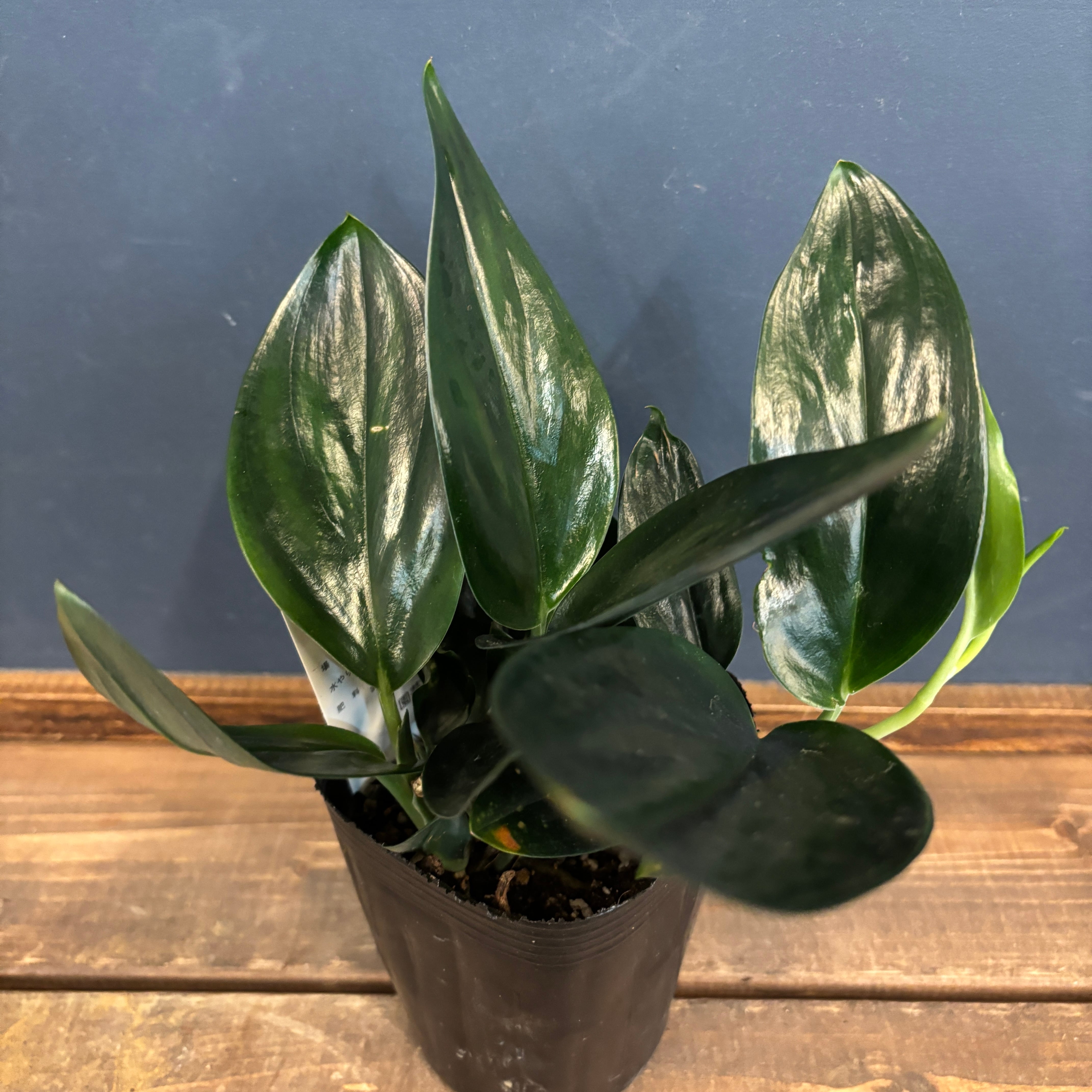 スキンダプサス ブラック【943】 | PROTOLEAF プロトリーフ