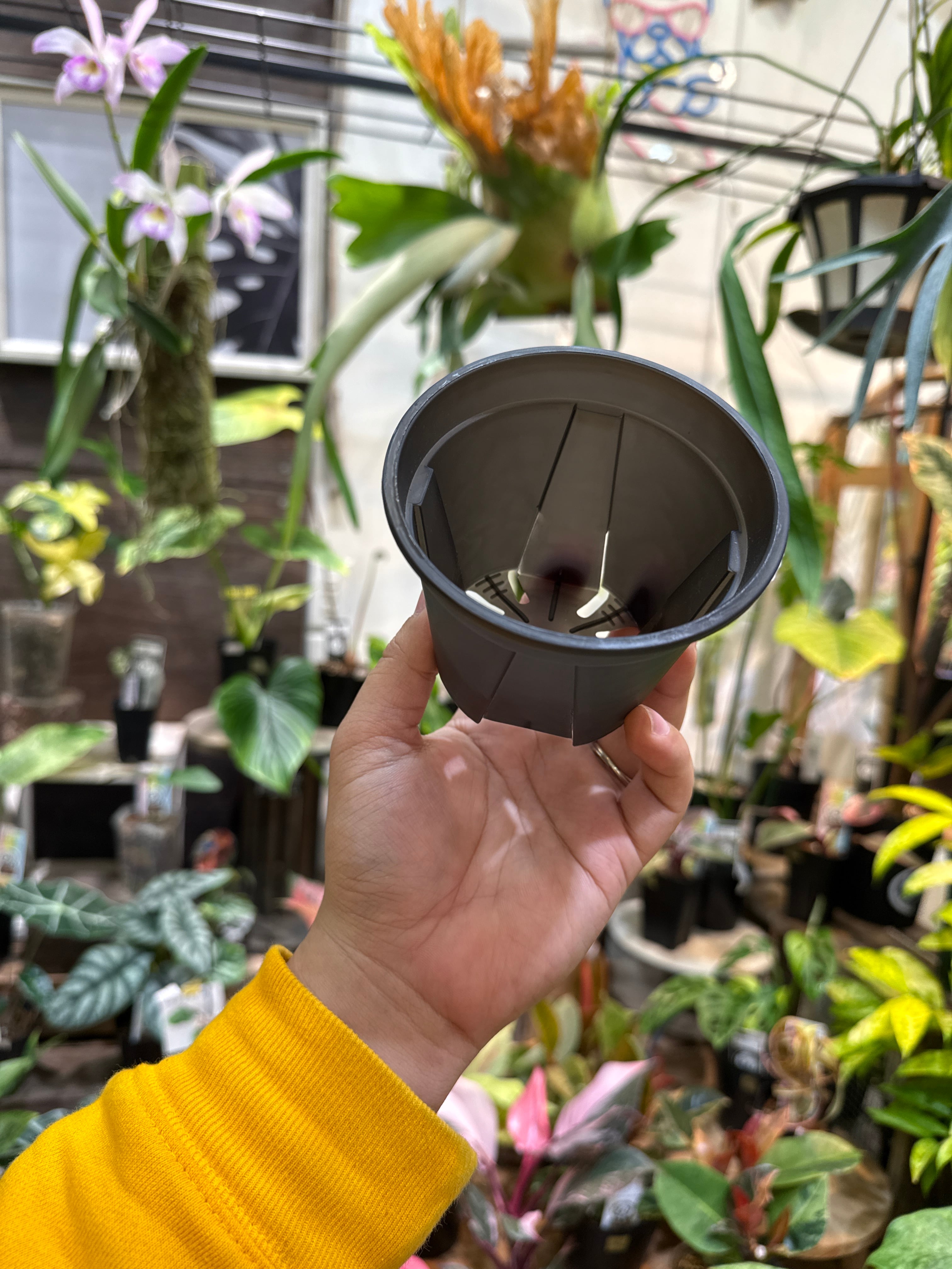 3.5号］5個セットCBK-PoT クリアブラック | Gardenえん 【観葉熱帯植物】