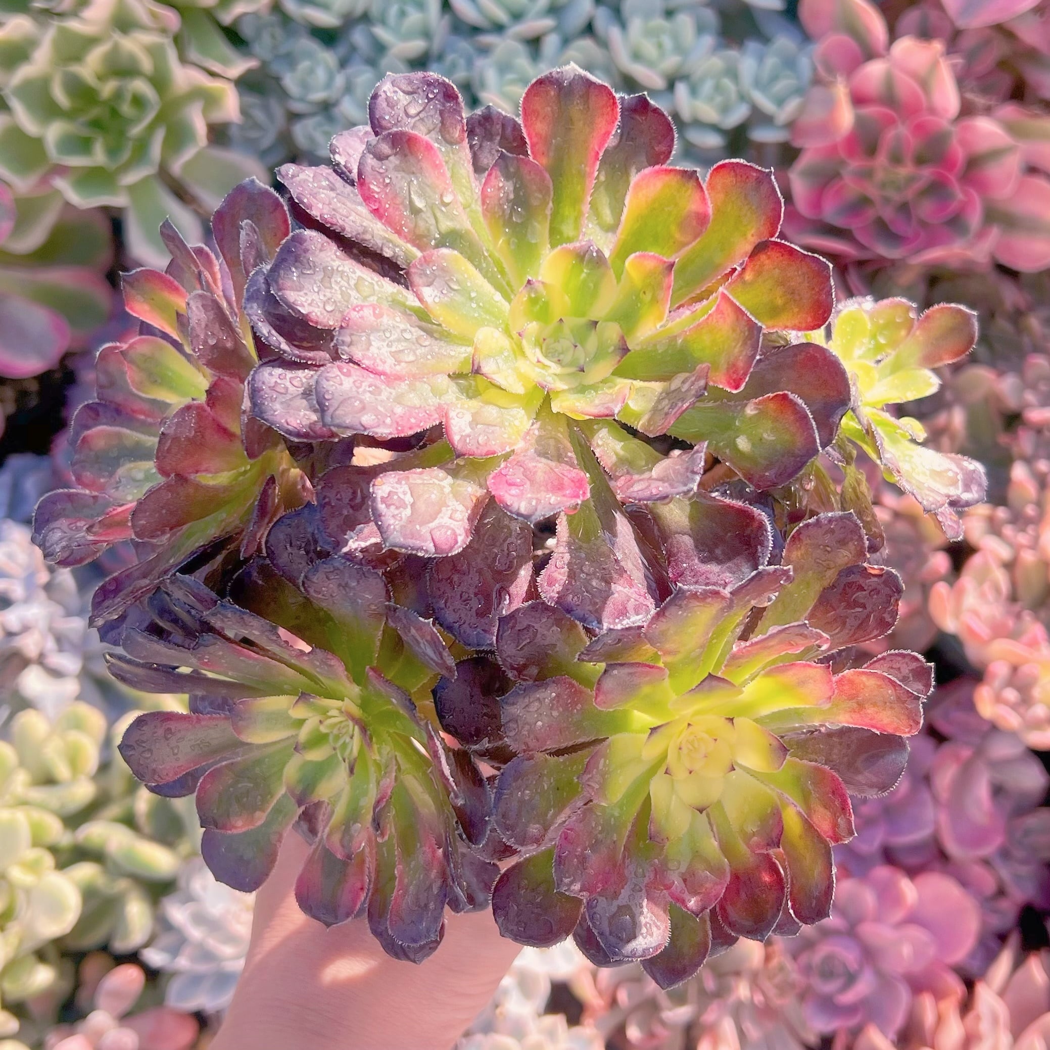 現品　マリド錦#532　大群生　新入荷