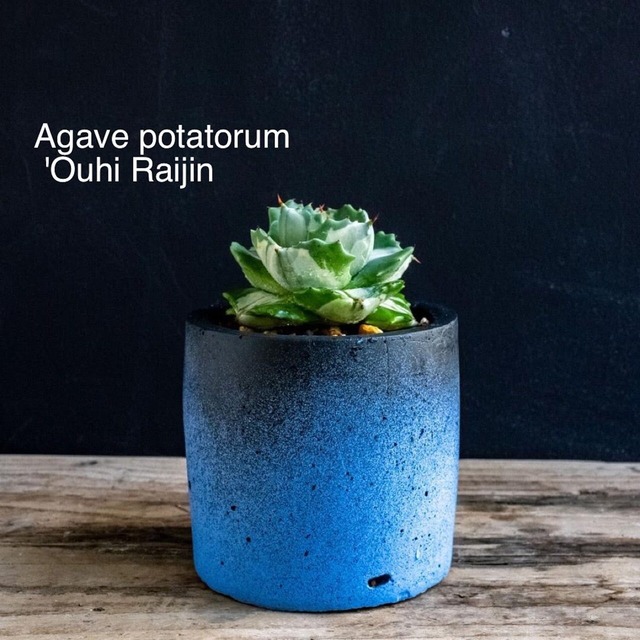 アガベ王妃雷神