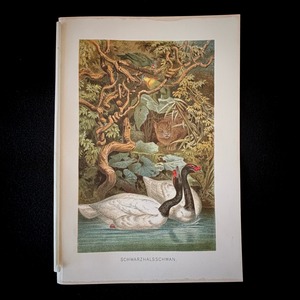 博物画「クロエリハクチョウ」