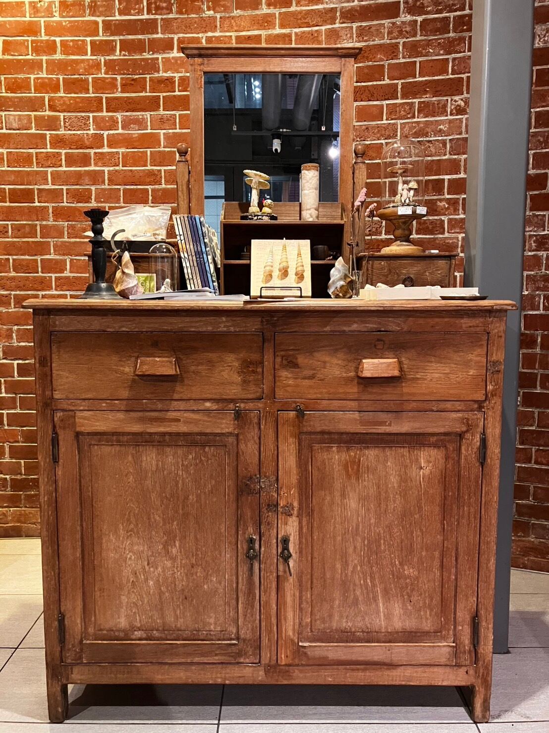 カブトガニ標本 | THE STUDY ROOM