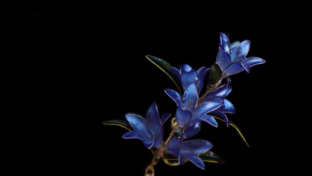 【片耳】青紫の竜胆のピアス/イヤリング