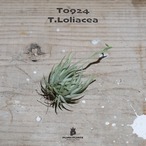 【送料無料】ロリアセア クランプ 〔エアプランツ〕現品発送T0924