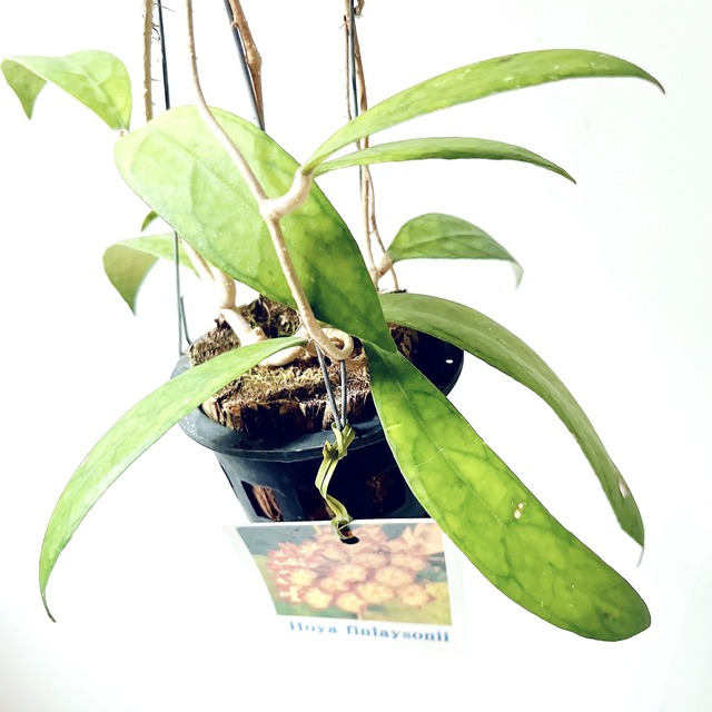 Hoya finlaysonii（ホヤ・フィンレイソニー）観葉植物 calm cafe