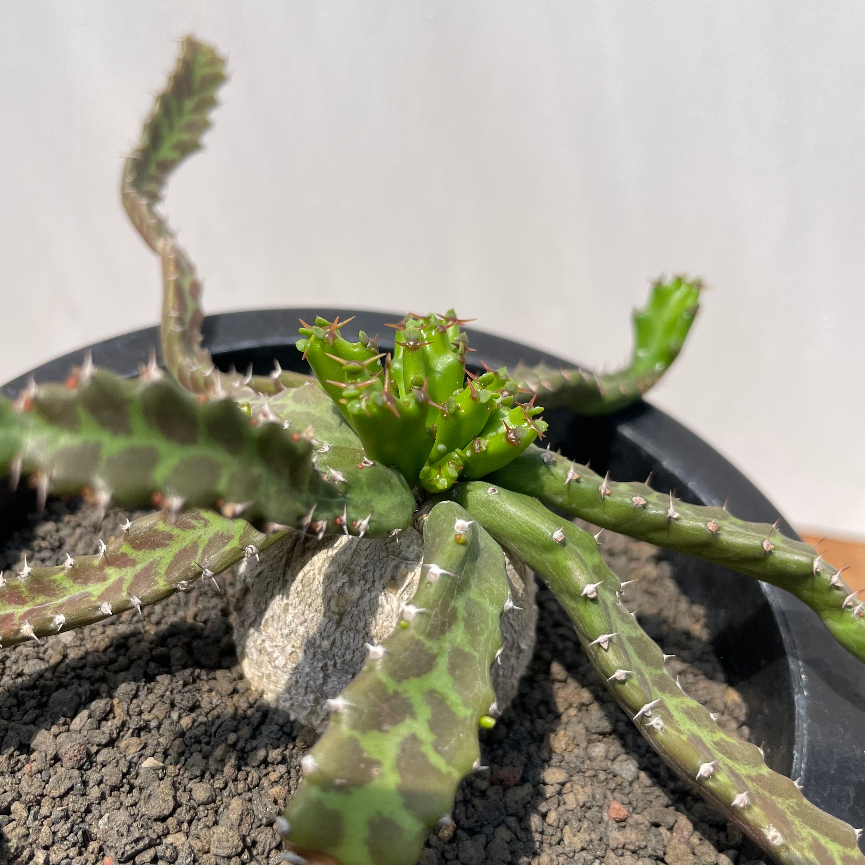 Euphorbia stellata【ユーフォルビア・飛竜・実生】 | RIMO'S GREEN