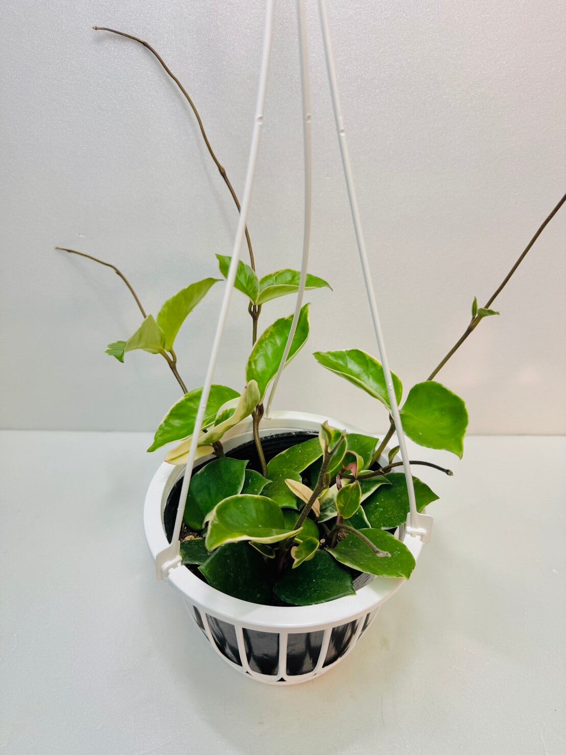 ホヤ、サクララン、ホヤカルノーサ大株 ホヤ カルノーサ （サクララン） 5号吊り | 観葉植物と雑貨のお店