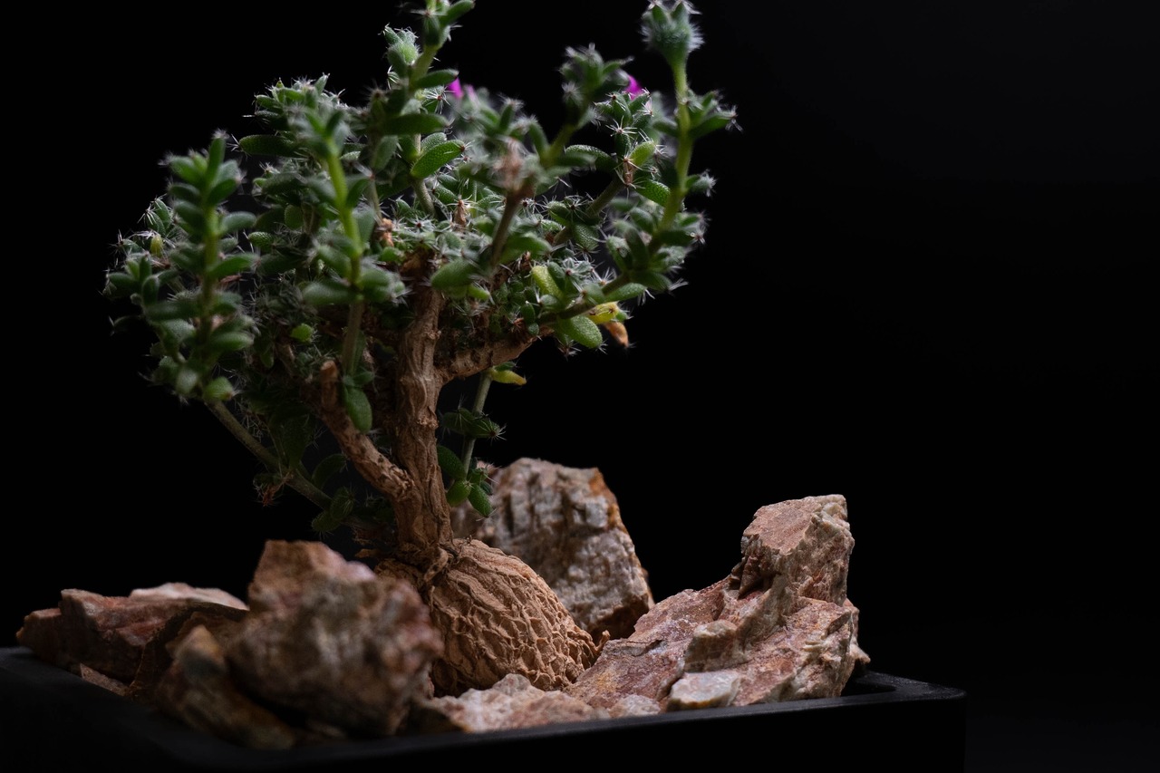 Habitat Style Trichodiadema bulbosum