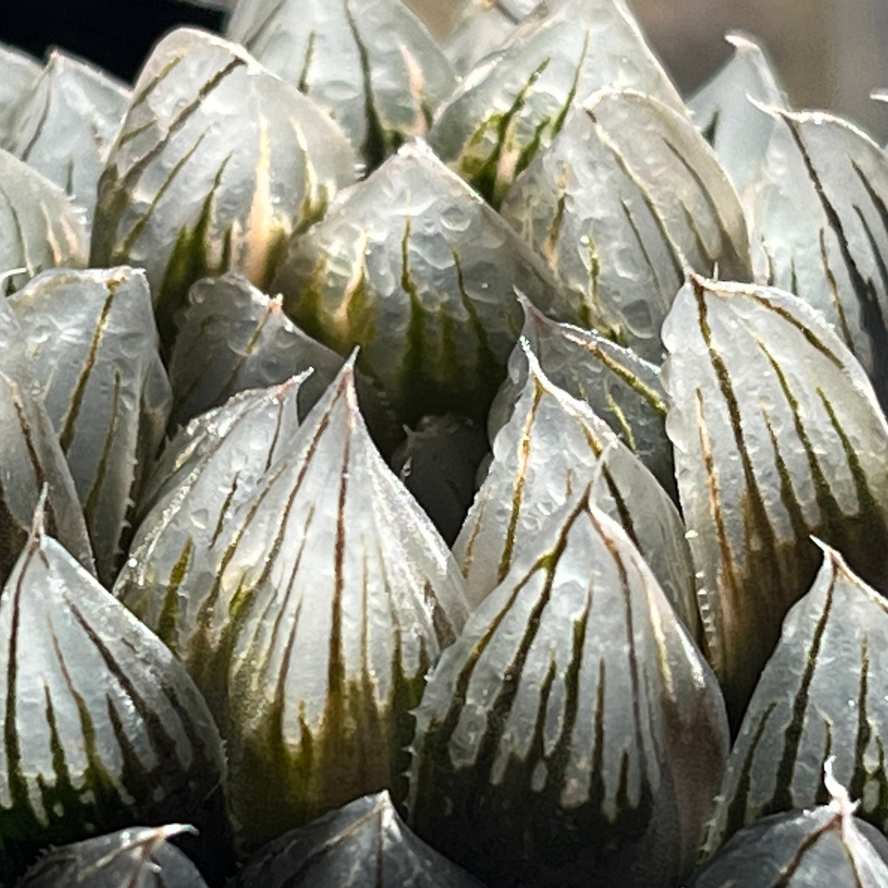 ハオルチア 黒玉露錦 霓虹灯 | mocono_plants