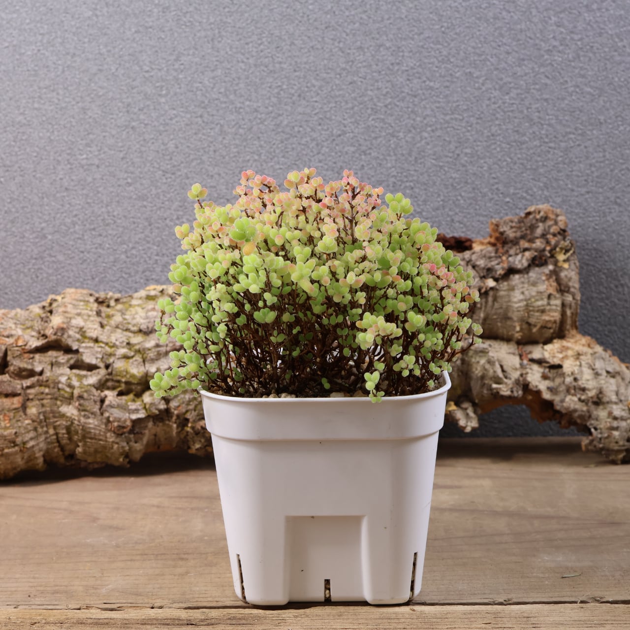 MARX PLANTS | 観葉植物・多肉植物・塊根植物