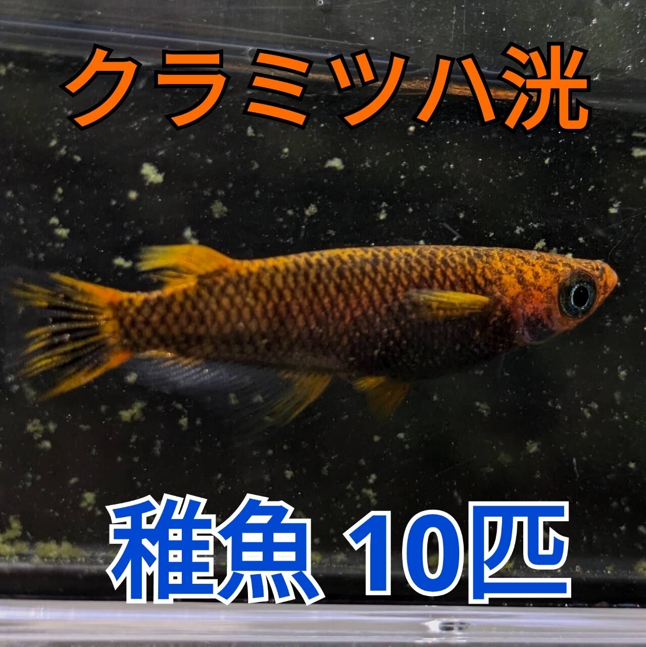 [TAKUメダカ]　Mixメダカ　50匹　C ＴＡＫＵメダカ] Mixめだか５０匹