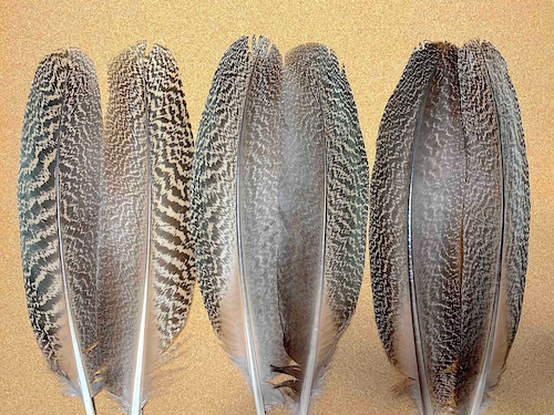 PEACOCK SPECKLED QUILLS 