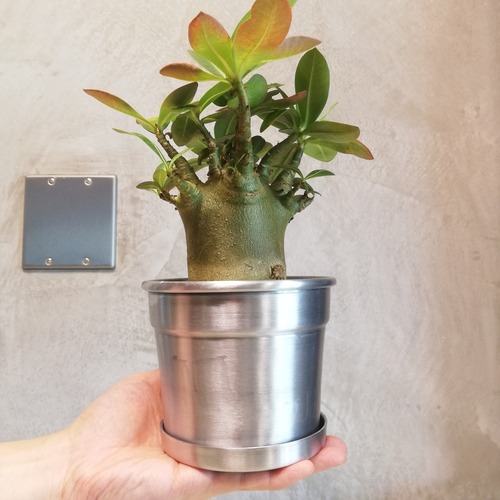 【アデニウム】極太ドワーフ 鉢・鉢皿セット