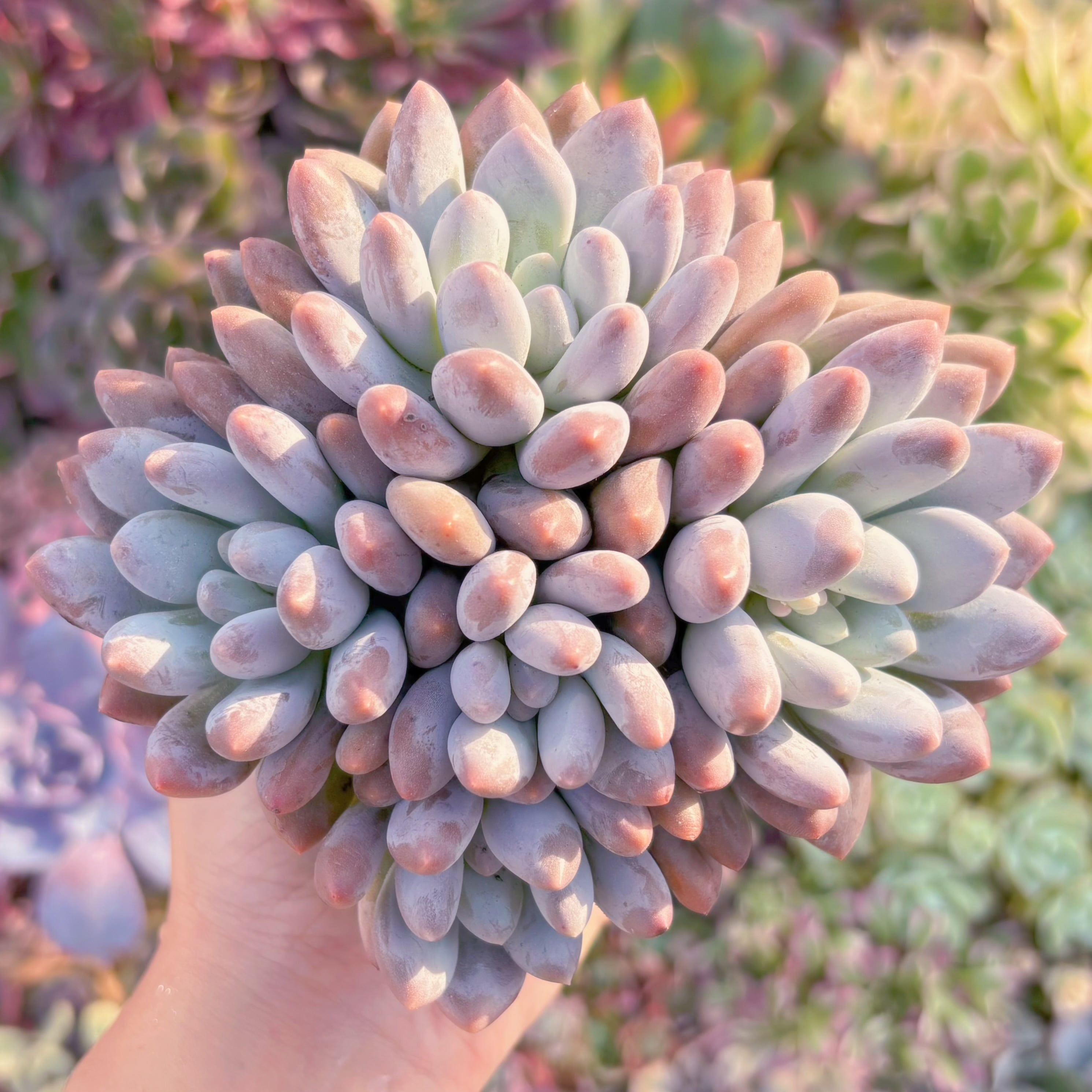 多肉植物　香水sp　大群生　新入荷　るる農園