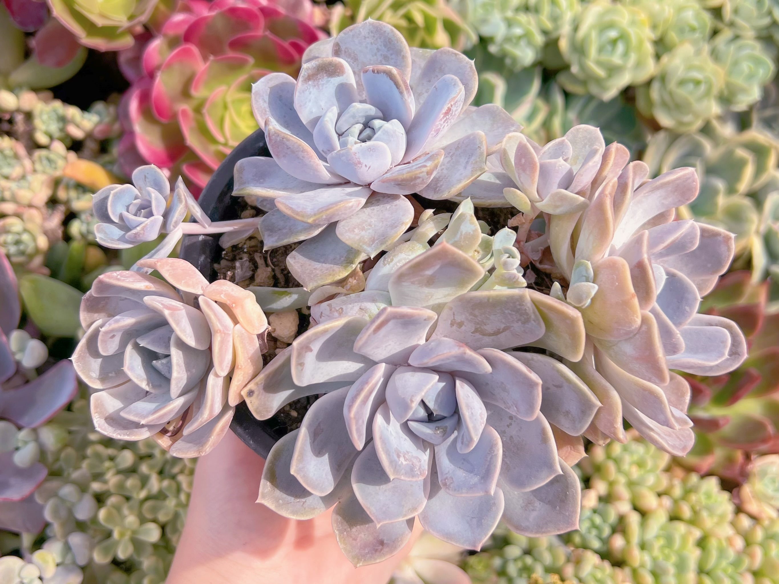 現品　Tynie Burger#F062　群生　るる農園