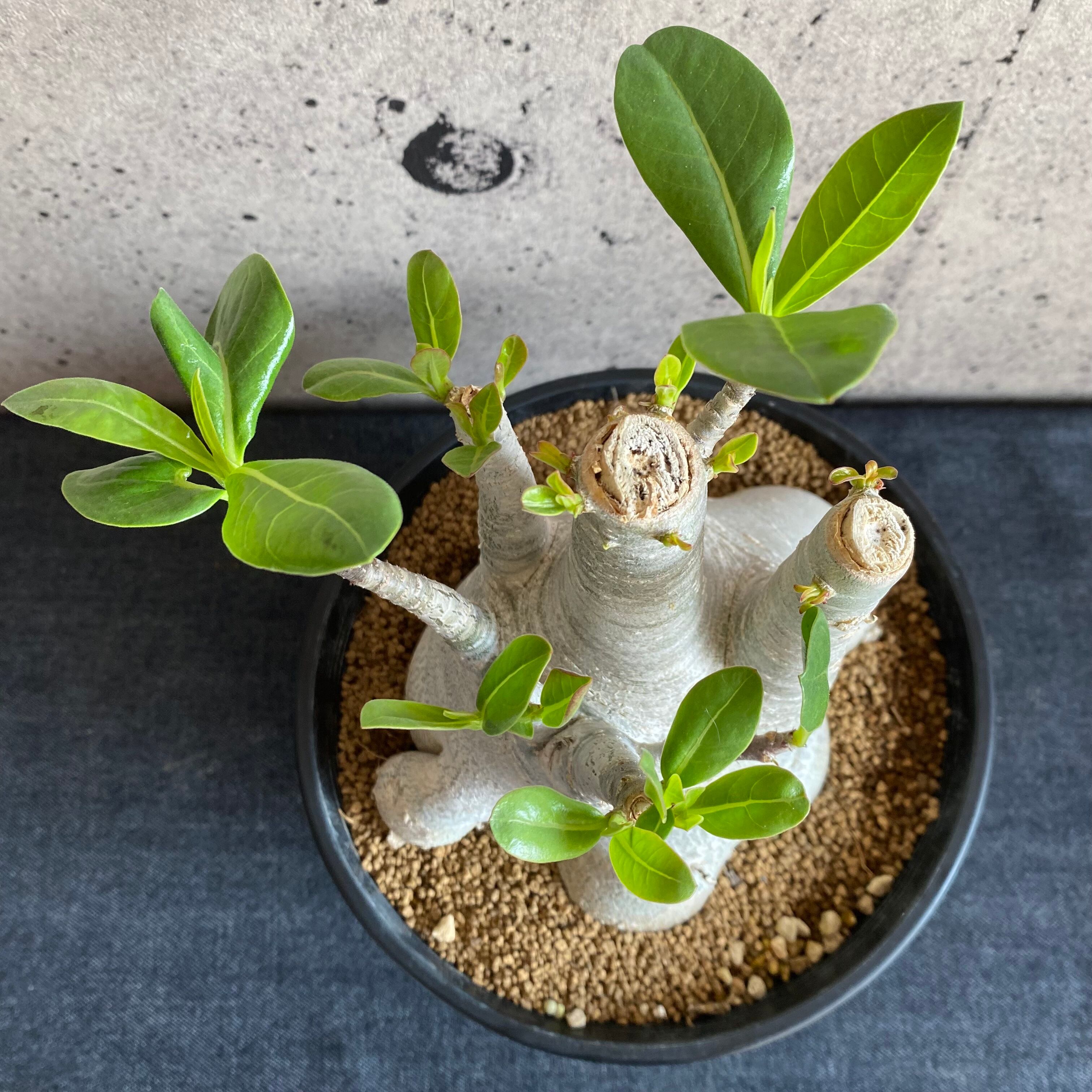 大株です アデニウム アラビカム 7号ポット Planet Plants プラネットプランツ