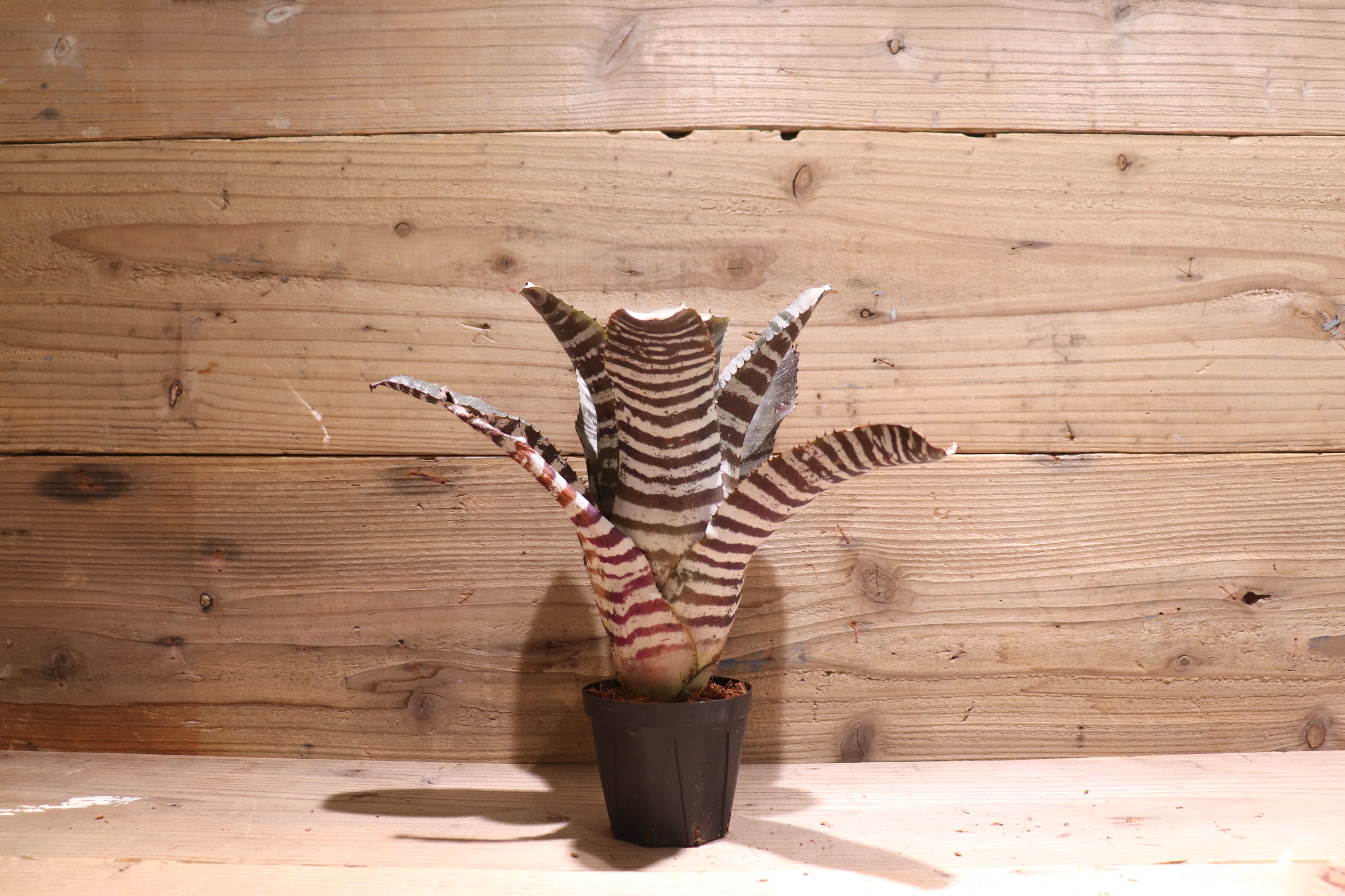 送料無料】Aechmea chantinii 'Black Ice' seedling〔エクメア 送料無料】Aechmea chantinii 'Black Ice' seedling〔エクメア
