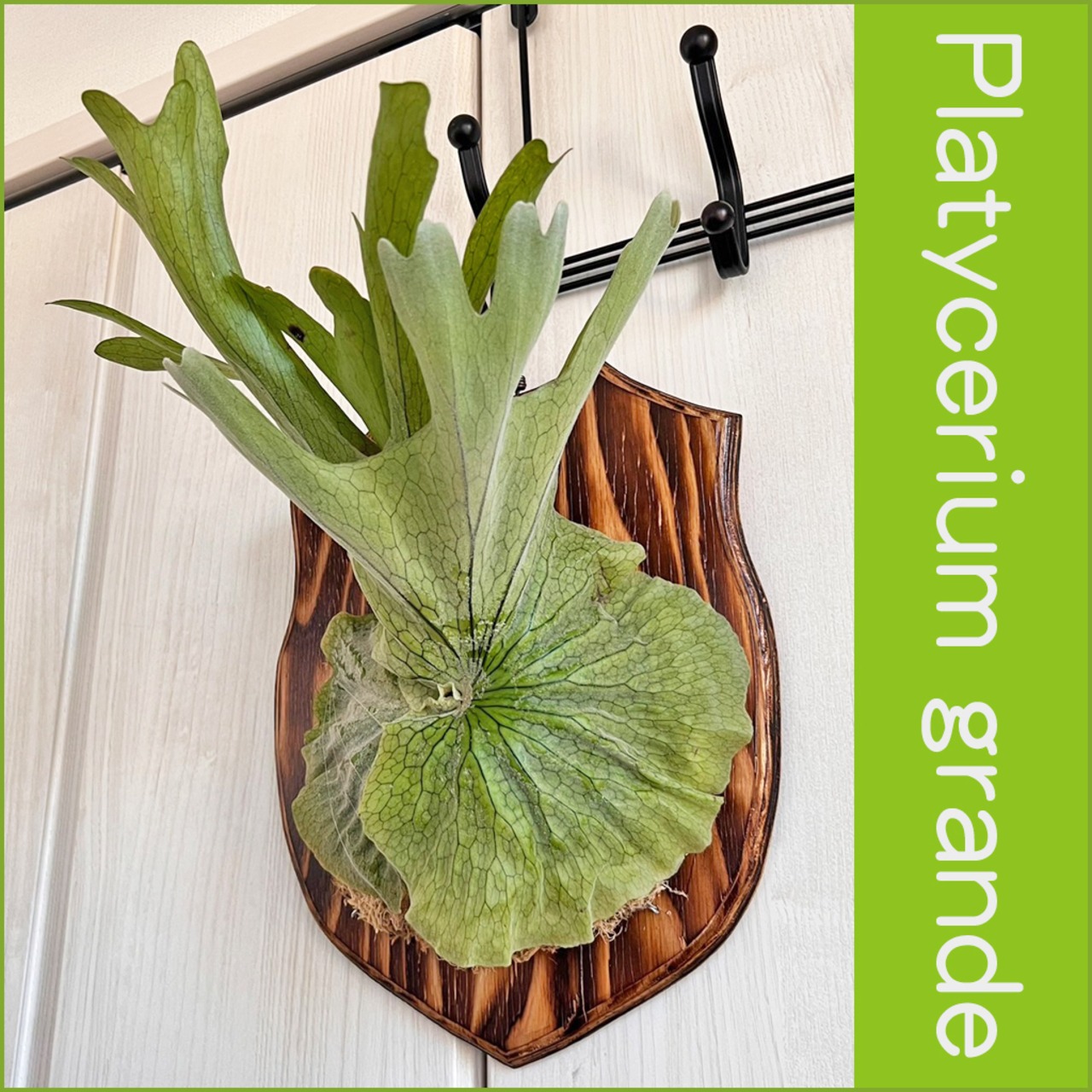ビカクシダ グランデ 板付 【観葉植物 壁掛け コウモリラン】