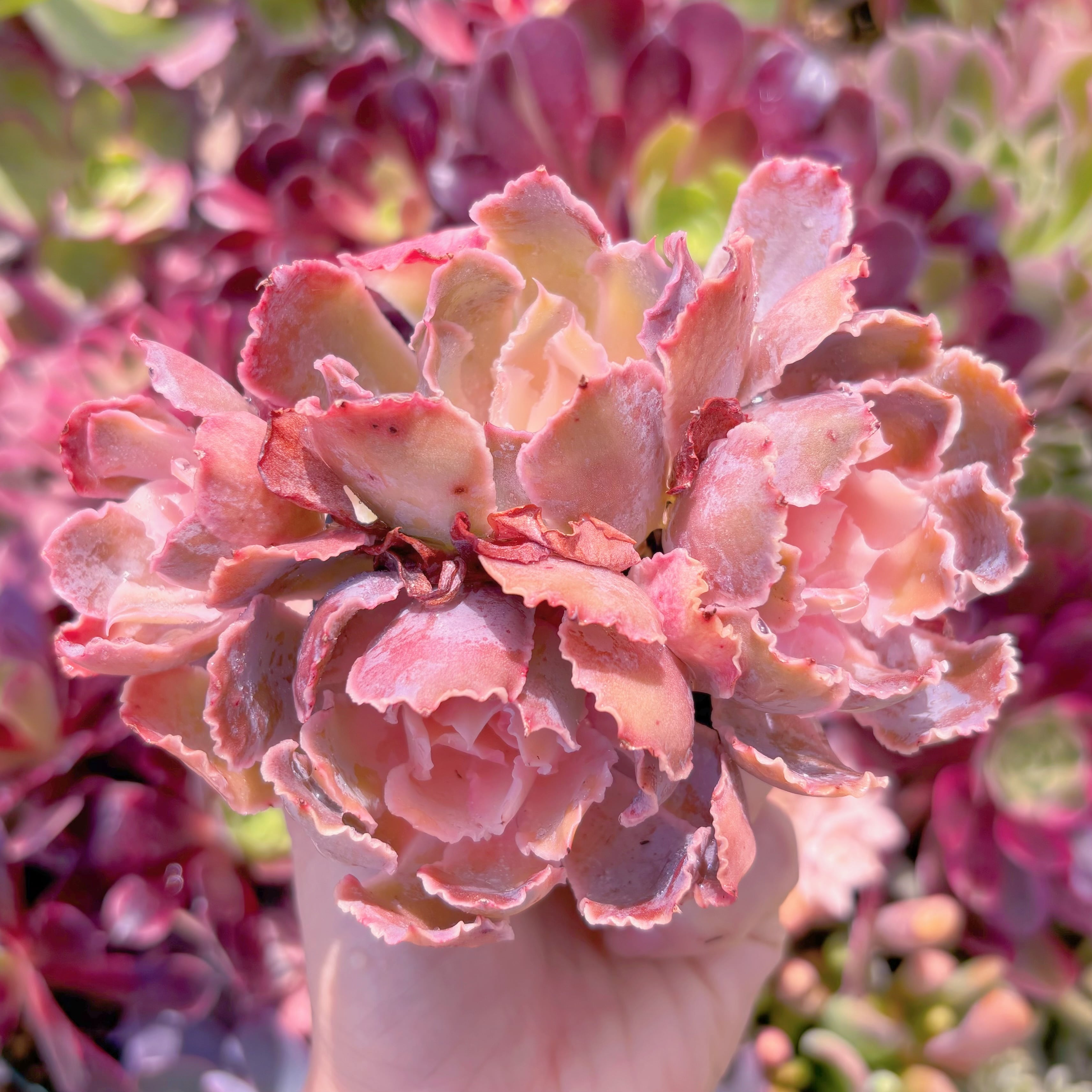 現品　シャビアナ#672　群生　るる農園