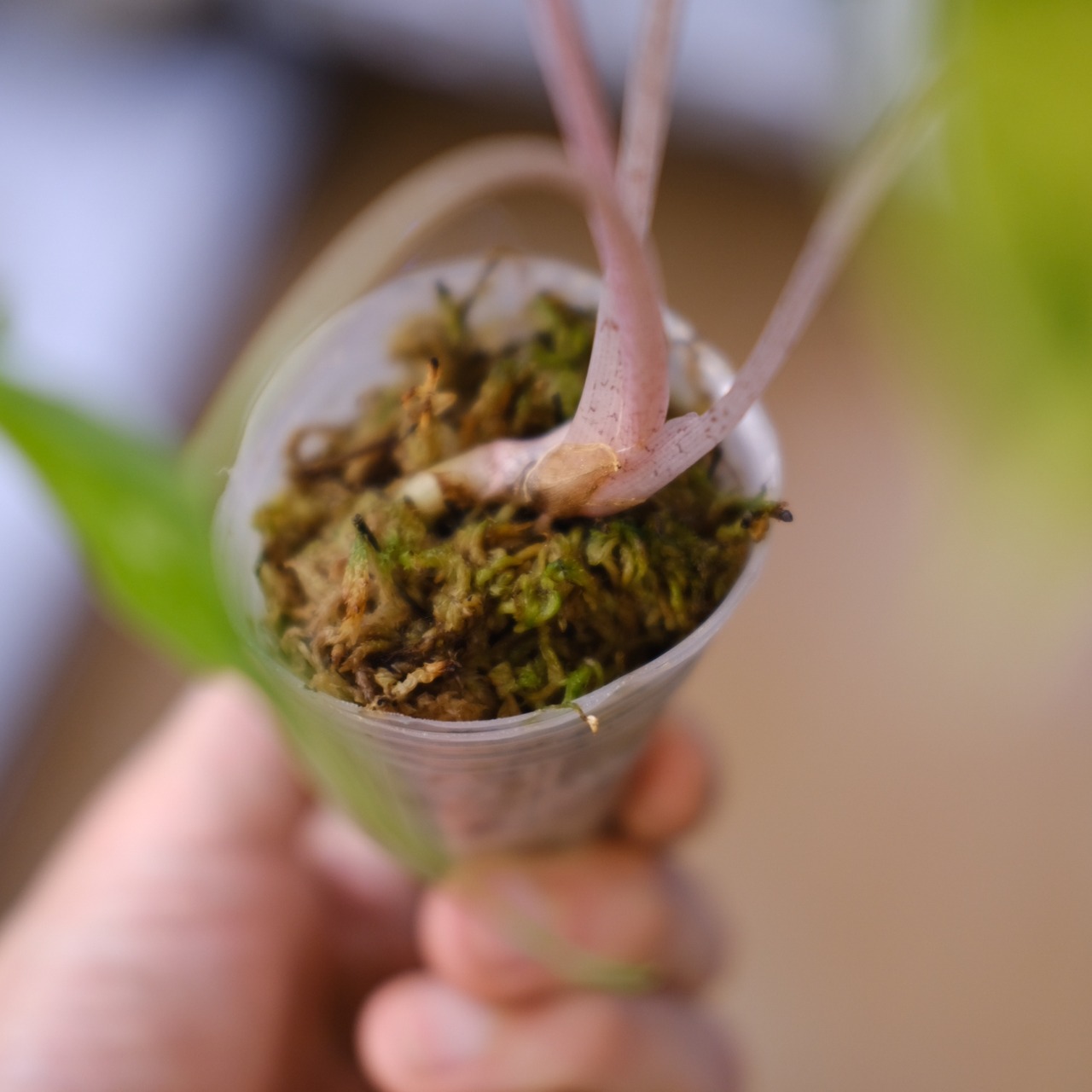 Alocasia Pink Dragon / アロカシア ピンクドラゴン③│観葉植物