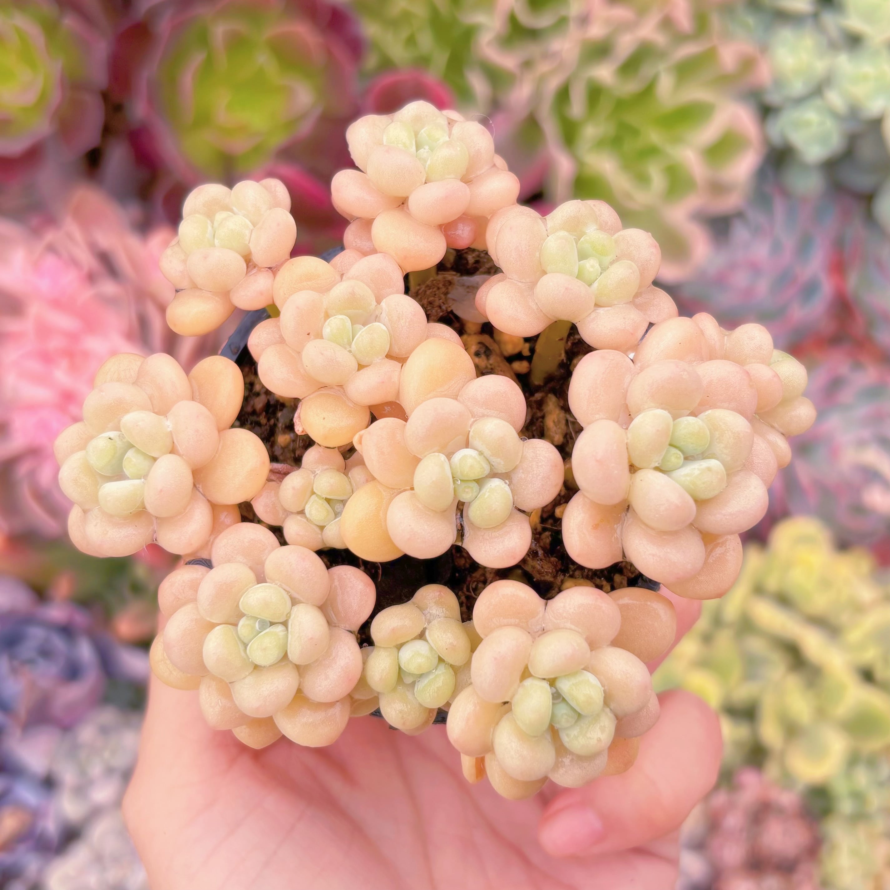 現品　丸葉ストロベリーミルク#646    群生　るる農園