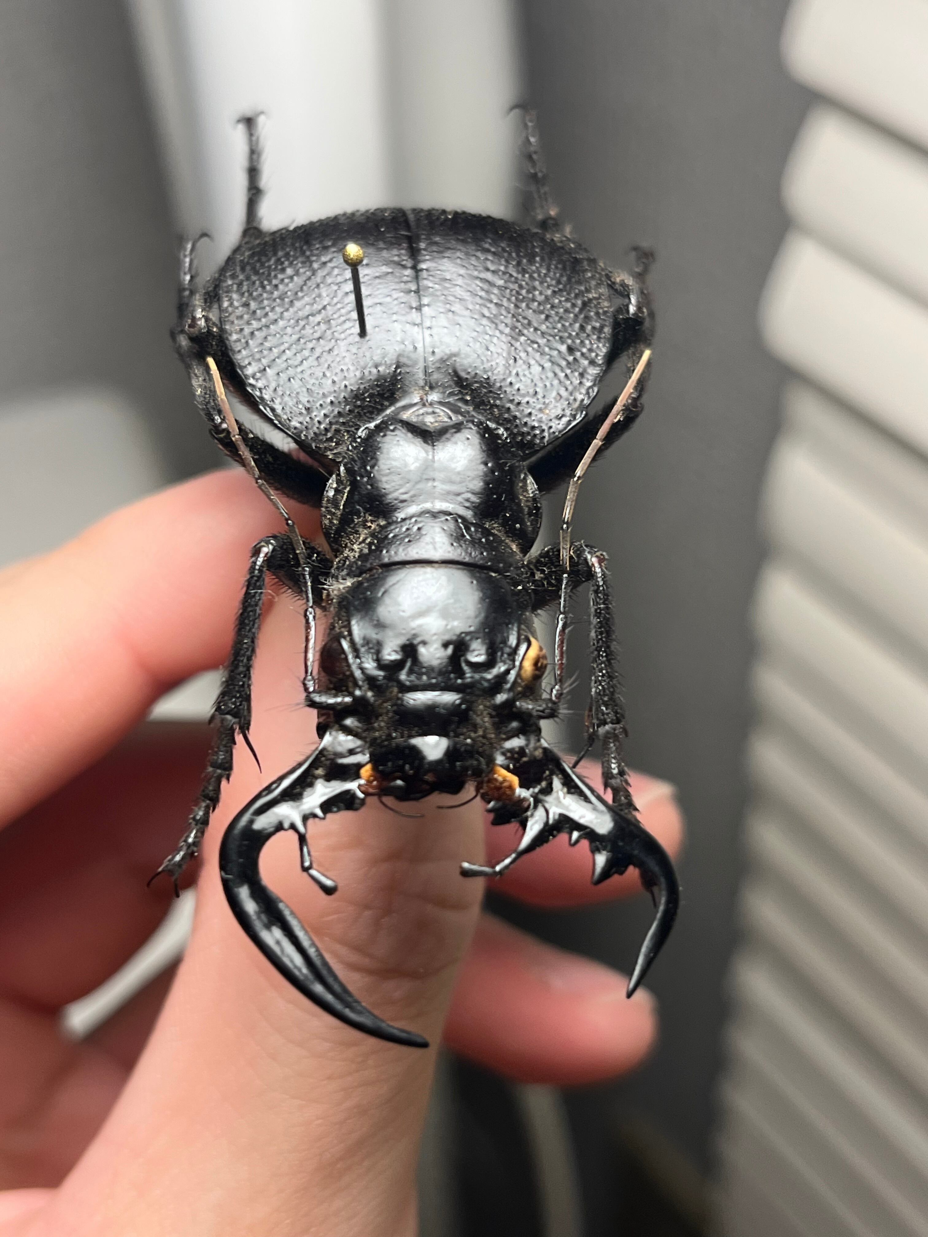 巨大♂】オオエンマハンミョウ Manticora タンザニア産 昆虫標本