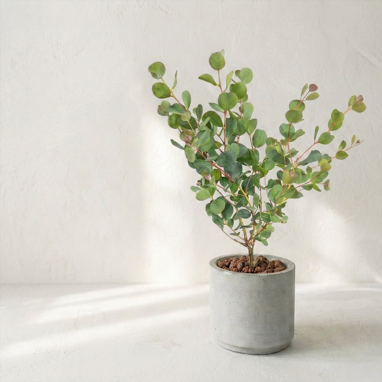 ハートの葉が魅力のユーカリ・ウェブステリアナ｜根腐れを防ぐ独自配合の用土を使用。質感のある手づくりモルタル鉢が植物を引き立てます【全国一律送料850円】