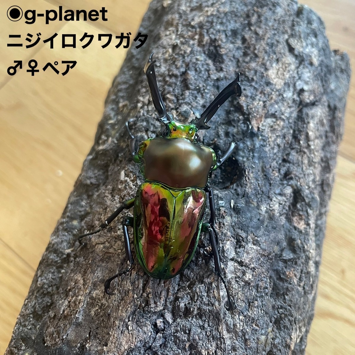 ◇ニジイロクワガタ②【成虫♂♀ペア】♂55mm ♀FREE ※むし社購入交配 