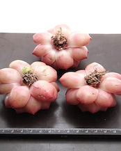 カット苗 ペニンシュラローズ Echeveria 'Peninsula Rose'