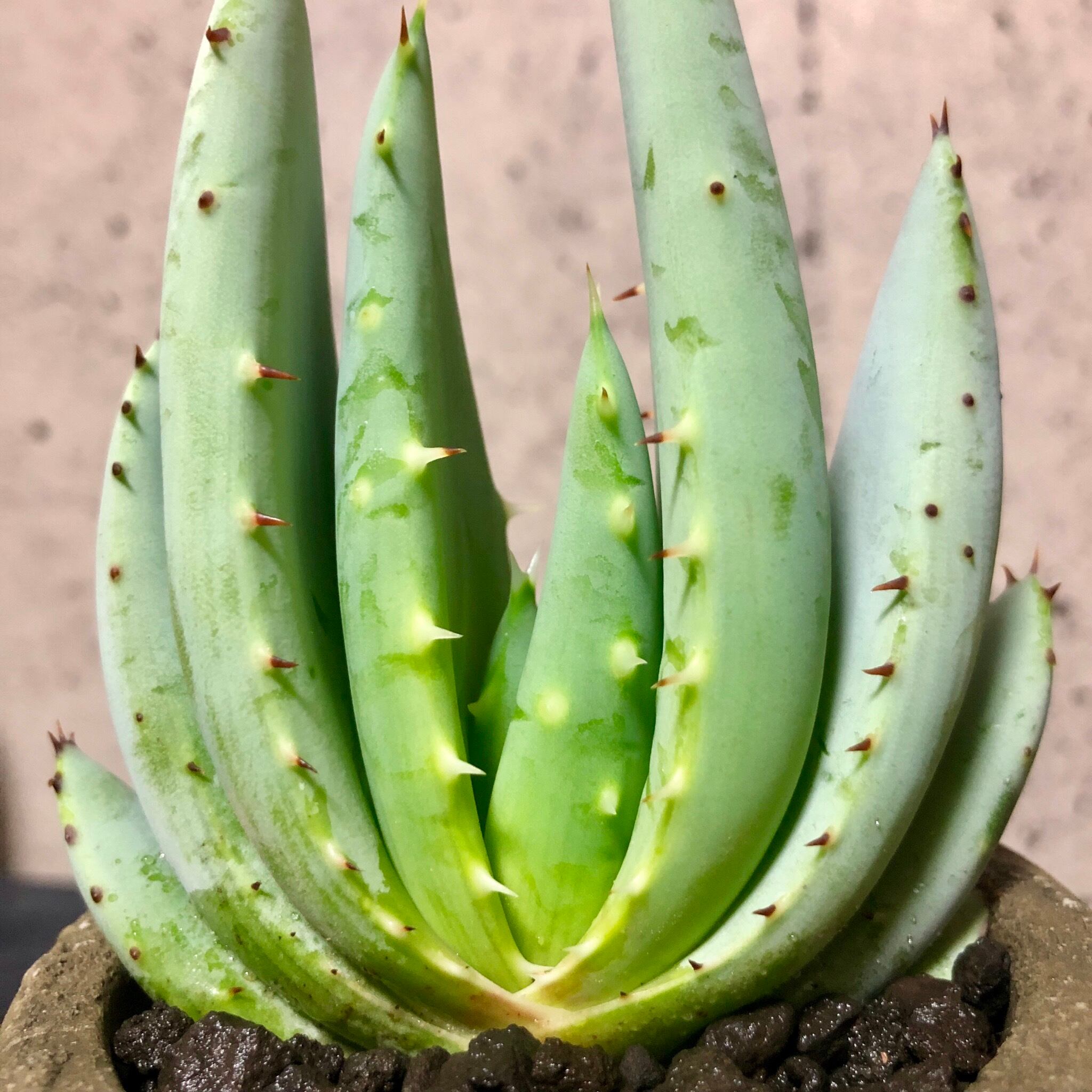 アロエ ペグレラエ ジャンクポット Planet Plants プラネットプランツ アロエ ペグレラエ ジャンクポット Planet Plants プラネットプランツ