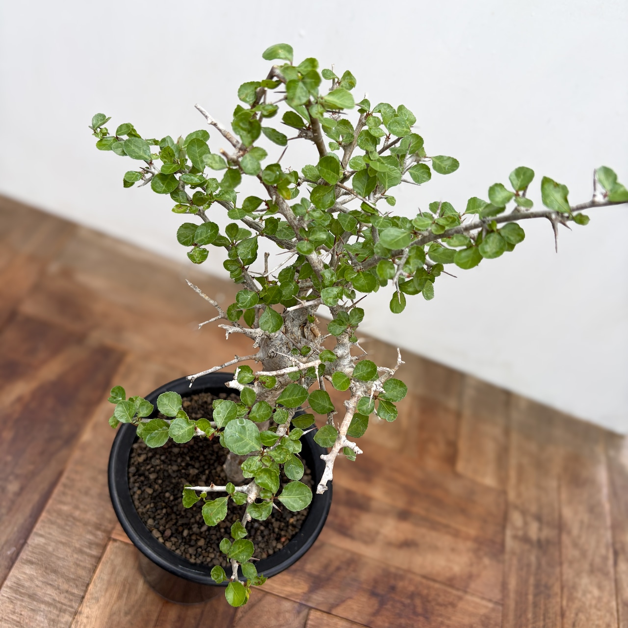 Commiphora orbicularis【コミフォラ・オルビクラリス】