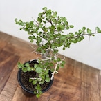 Commiphora orbicularis【コミフォラ・オルビクラリス】