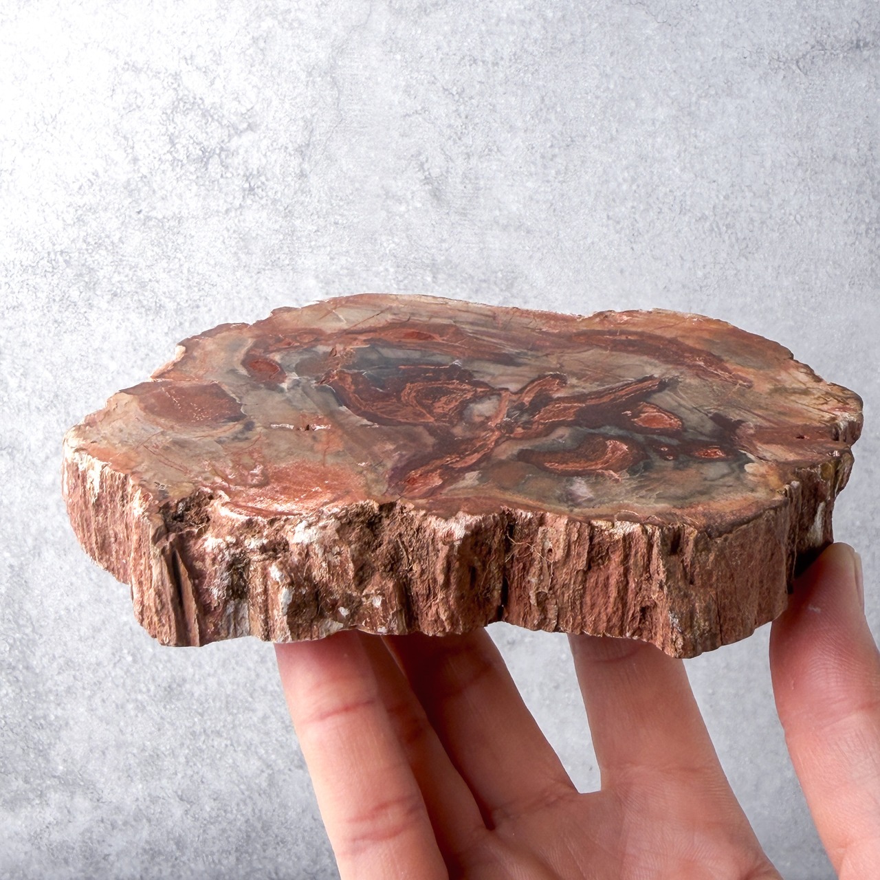 ペトリ スラブ ＊ Petrified Wood ＊ 天然石