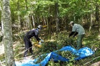 白樺茶 3包入