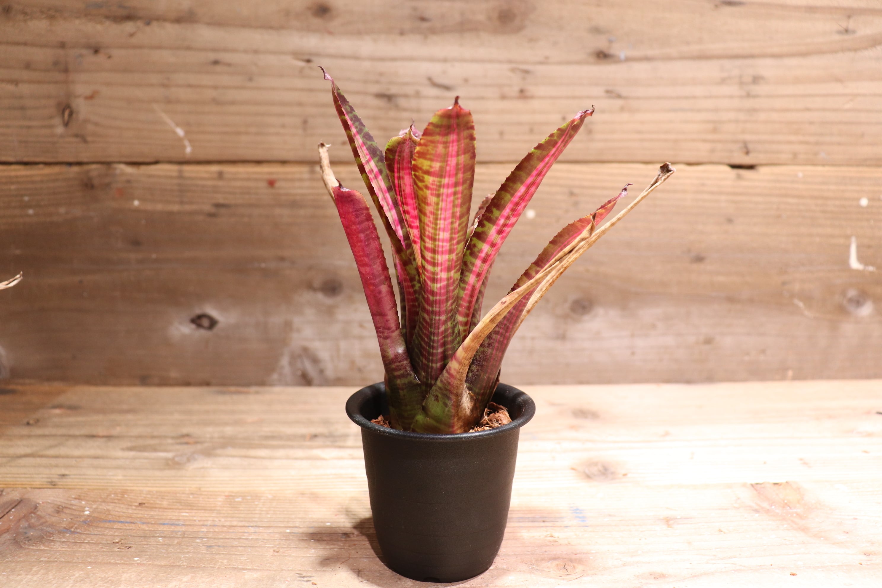 Neoregelia 'Red Buff'〔ネオレゲリア〕現品発送N0622 送料無料】Neoregelia 'Hot Flash'〔ネオレゲリア〕現品発送