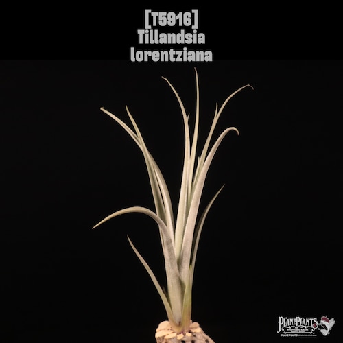 Tillandsia lorentziana〔エアプランツ〕T5916