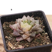 抜き苗 オブツーサ錦 花火 上斑 限定1株 Haworthia 'Hanabi'