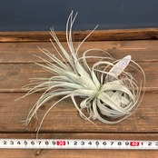 チランジア　ガルドネリィ　モロチャペウ【857】