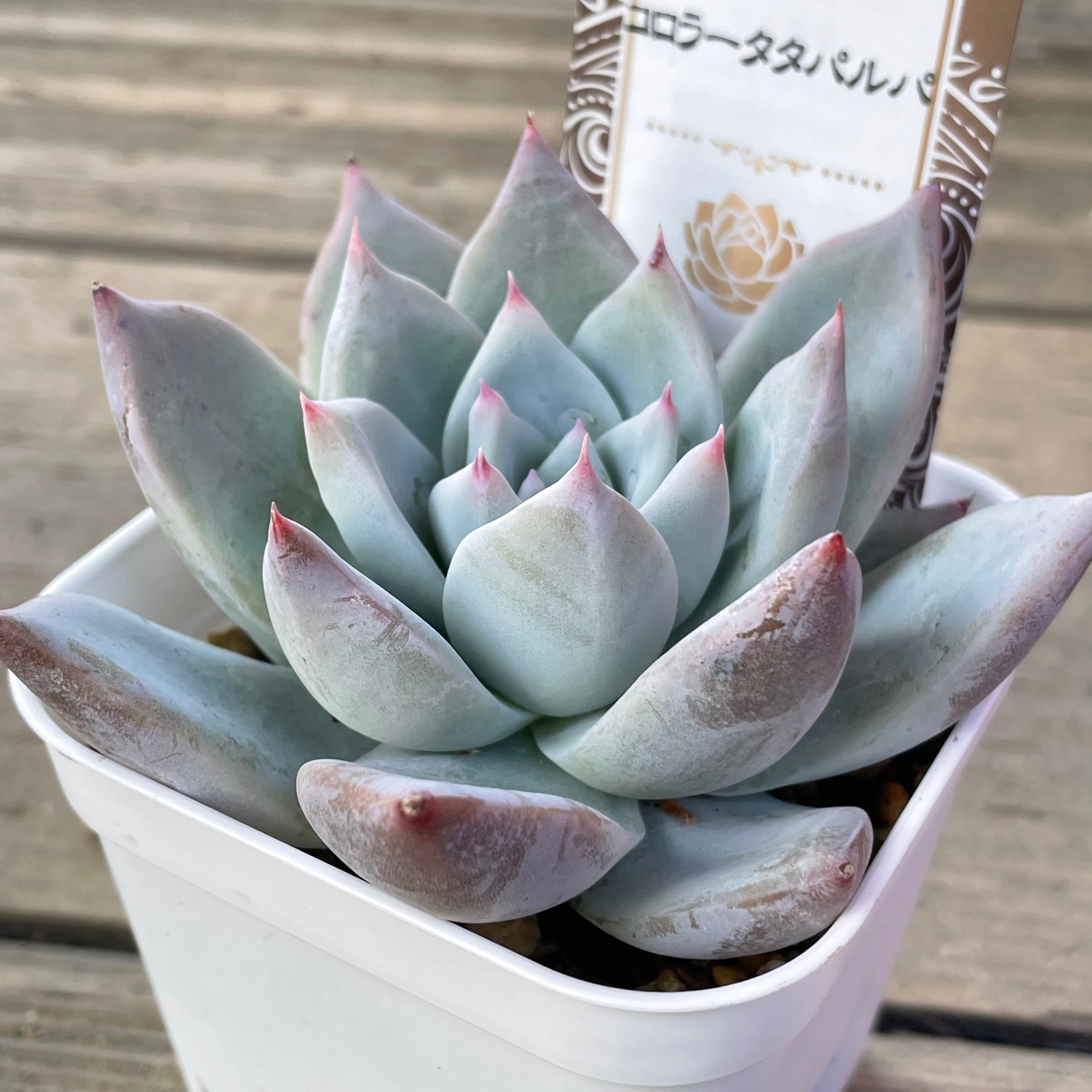 コロラータタパルパ | RuPo 多肉植物専門店