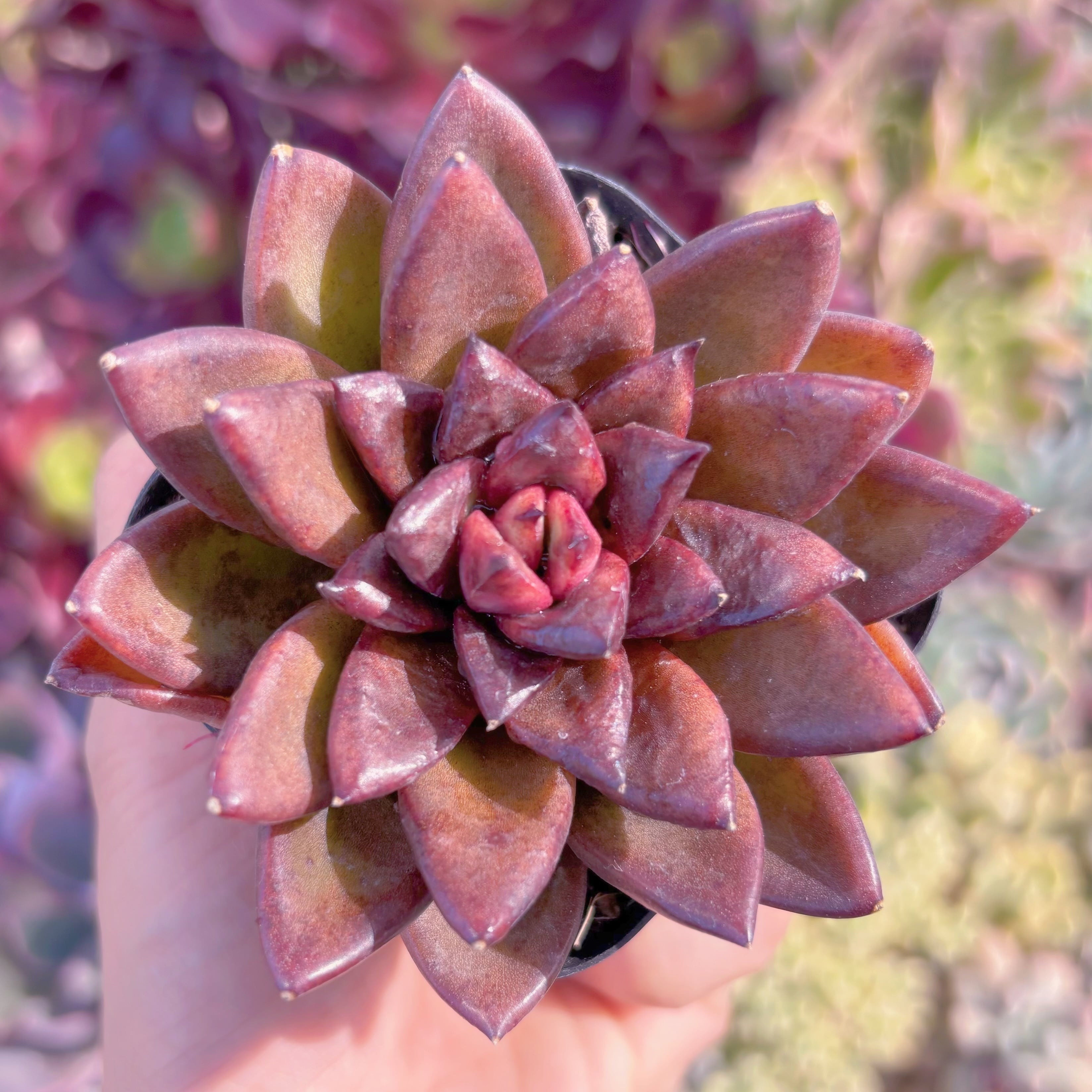 現品　多肉植物　パープルローズ#625   るる農園